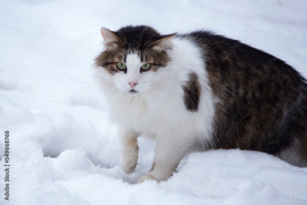 Winter walk of fluffy cat