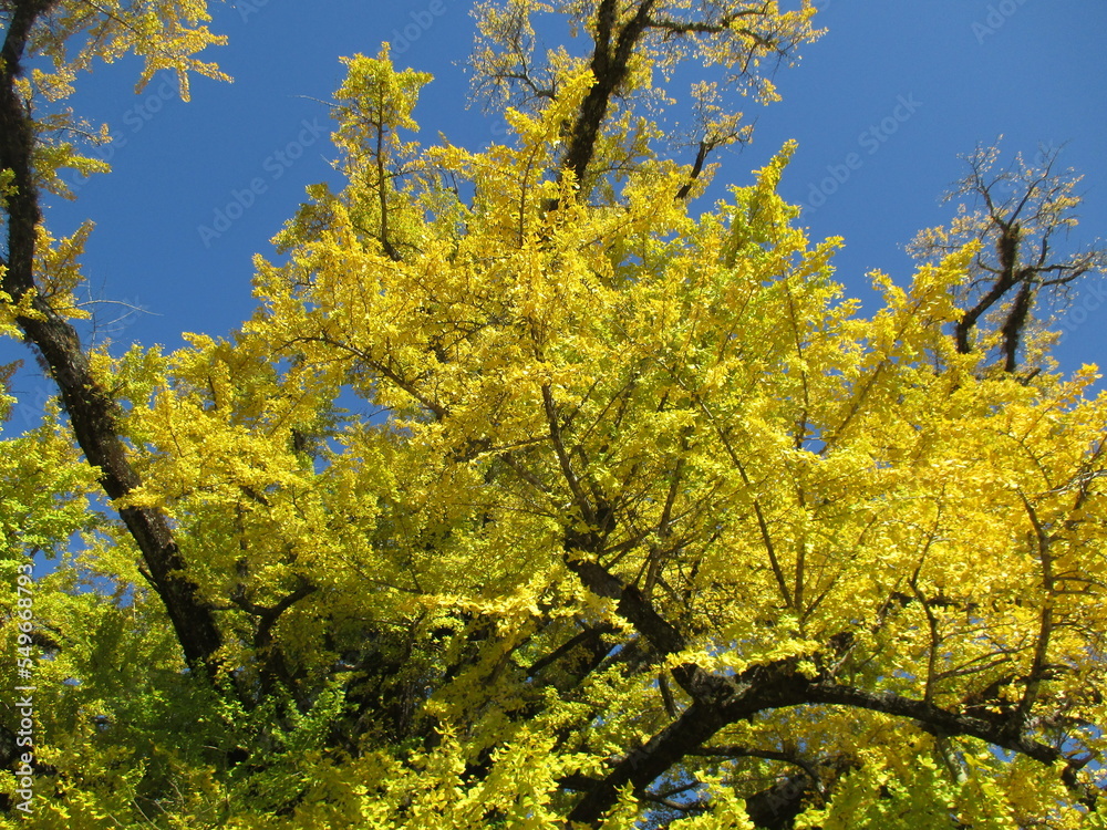 熊本県阿蘇郡小国町、黄色に色付いた日本の国指定天然記念物「Great Ginkgo of Shimojo」 熊本県阿蘇郡小国町、黄色に色付いた日本の国指定天然記念物「Great Ginkgo of Shimojo」