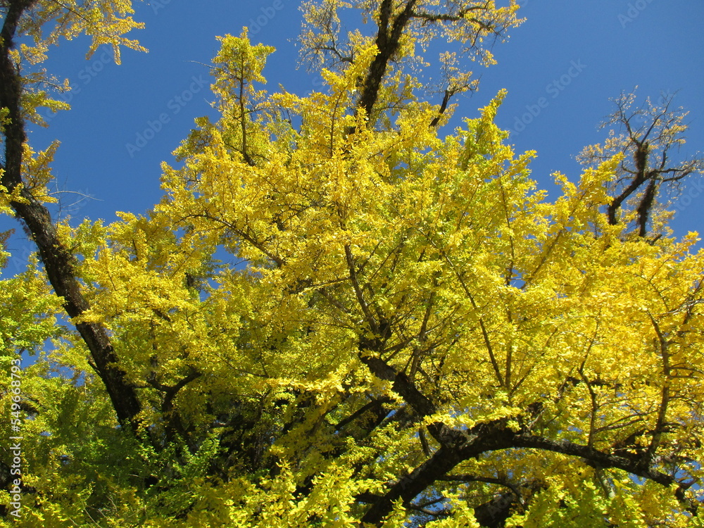 熊本県阿蘇郡小国町、黄色に色付いた日本の国指定天然記念物「Great Ginkgo of Shimojo」