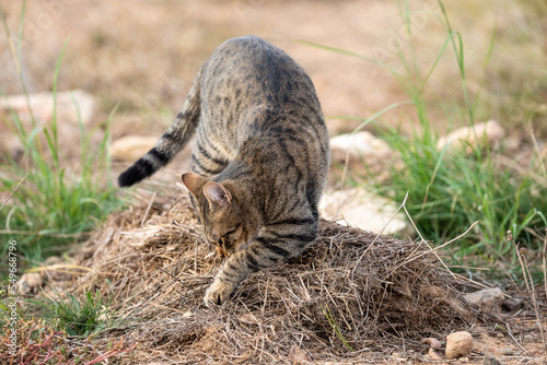 kitten hiding her excrements