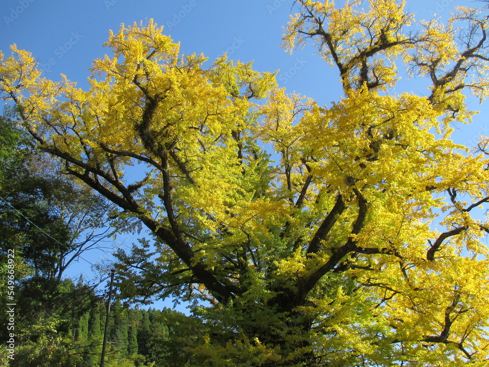 熊本県阿蘇郡小国町、黄色に色付いた日本の国指定天然記念物「Great Ginkgo of Shimojo」 熊本県阿蘇郡小国町、黄色に色付いた日本の国指定天然記念物「Great Ginkgo of Shimojo」