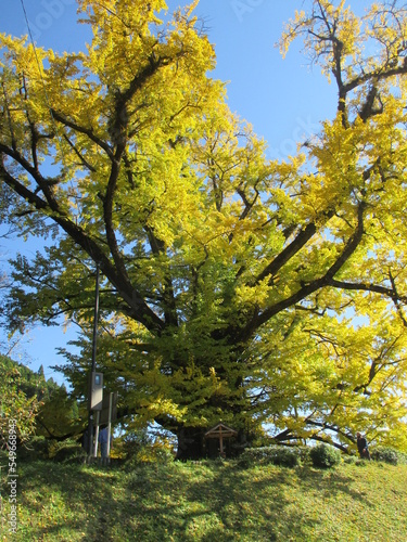 Fototapeta Naklejka Na Ścianę i Meble -  熊本県阿蘇郡小国町、黄色に色付いた日本の国指定天然記念物「Great Ginkgo of Shimojo」
