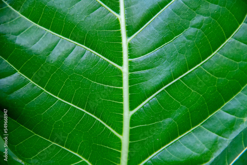 Green Erythrina variegata leaf texture background