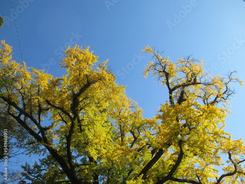 熊本県阿蘇郡小国町、黄色に色付いた日本の国指定天然記念物「Great Ginkgo of Shimojo」 photo