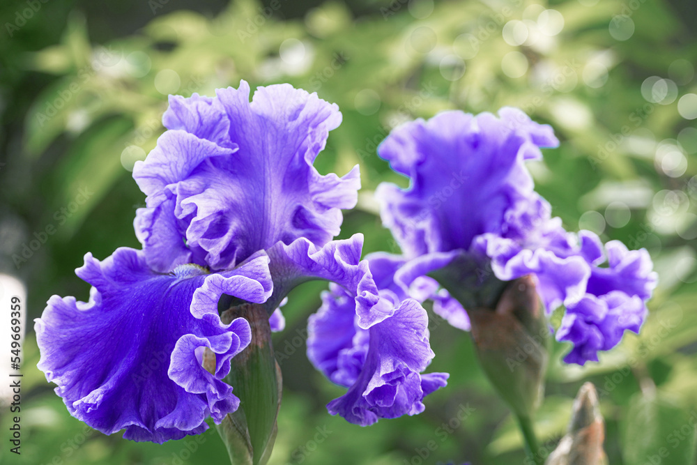 Beautiful blue iris flower in the spring summer garden. Close up. Macro shot. Spring summer background. Beautiful blue iris flower in the spring summer garden. Close up. Macro shot. Spring summer background.