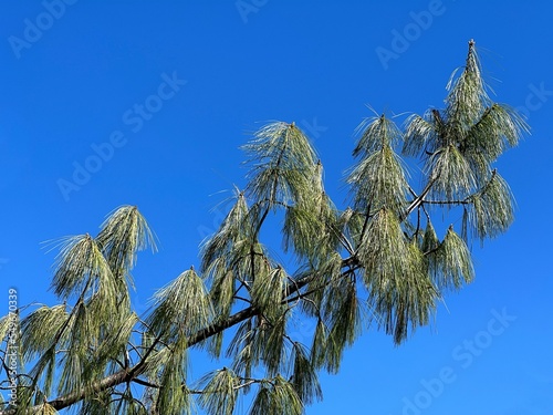 Lumholtz's weeping sad pine tree conifer Pinus lumholtzii Pino Triste against blue sky.  photo