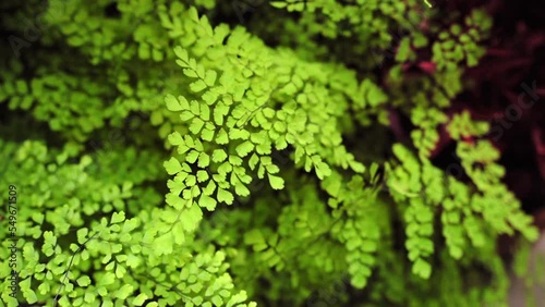 Close up view of Maidenhair fern green plant with small leaves, natural background photo
