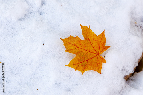 A maple leave in winter and snow