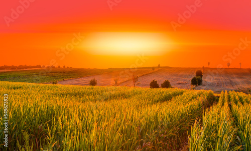 Amazing sunrise over the corn field