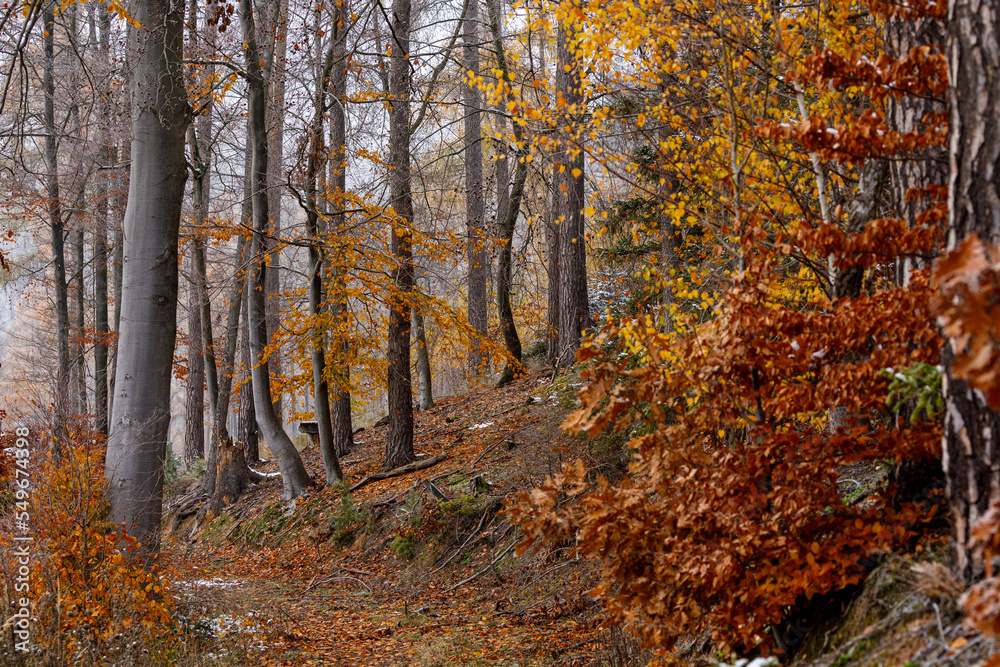 A forest in the autumn season