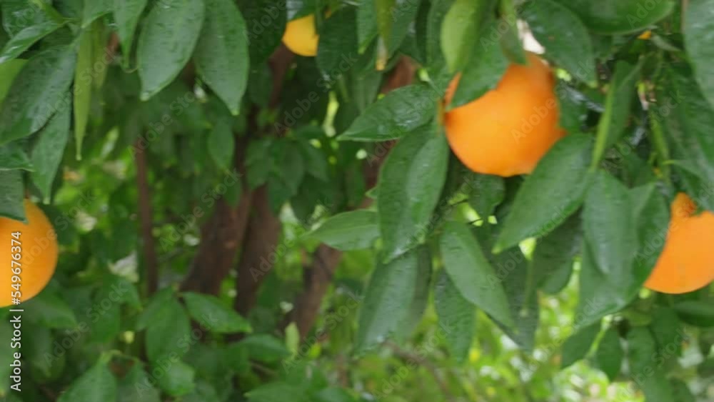 Orange garden on a bright sunny day after the rain. Slow motion. Agriculture industry. Orange garden on a bright sunny day after the rain. Slow motion. Agriculture industry.