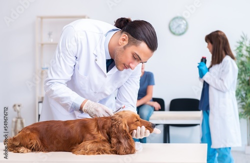Fototapeta Naklejka Na Ścianę i Meble -  Vet doctor examining golden retriever dog in clinic