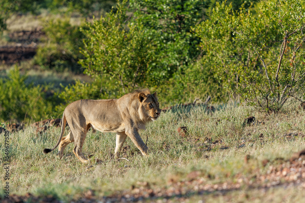 Lion (Panthera leo) male hunting in Mashatu Game Reserve in the Tuli Block in Botswana Lion (Panthera leo) male hunting in Mashatu Game Reserve in the Tuli Block in Botswana