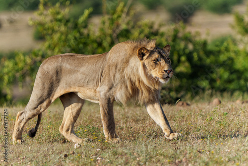 Lion (Panthera leo) male hunting in Mashatu Game Reserve in the Tuli Block in Botswana © henk bogaard