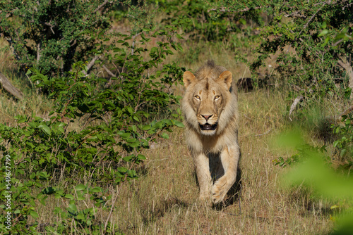 Lion  Panthera leo  male hunting in Mashatu Game Reserve in the Tuli Block in Botswana