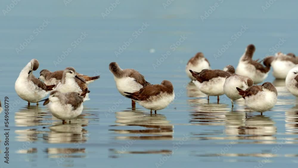 Flock of Wilson's Phalaropes in the coast of mar chiquita lake, Ansenuza National Park. 4k, slow motion. Flock of Wilson's Phalaropes in the coast of mar chiquita lake, Ansenuza National Park. 4k, slow motion.