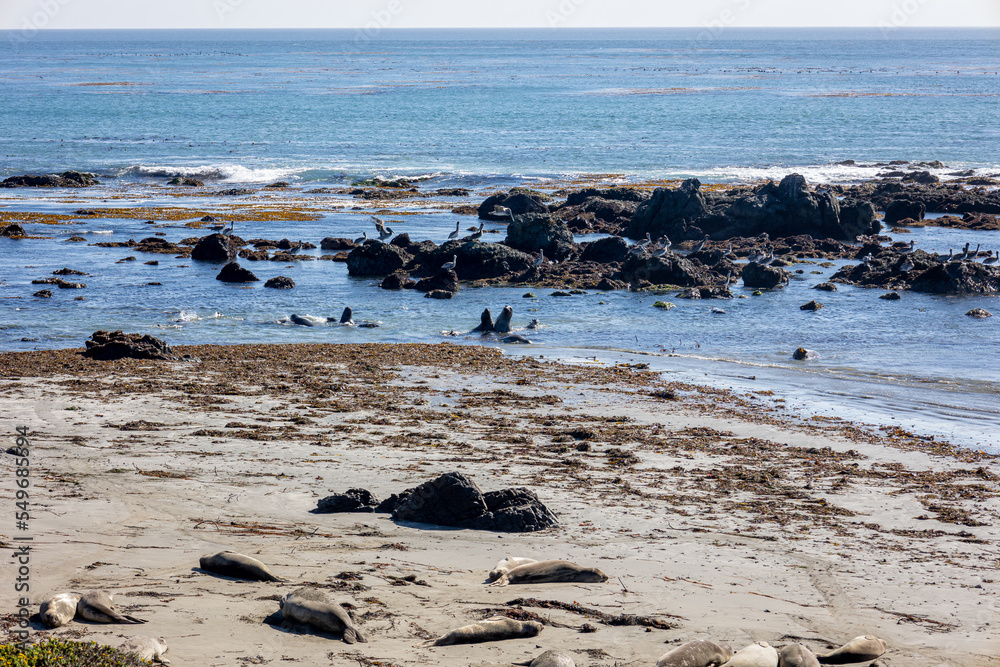 Fototapeta premium Sea elephants playing and fighting in the pacific ocean on the california coast, with tidewaters on the rocks in the water, along higway 1 the Big Sur