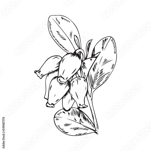 Vector illustration of black line bearberry branch with flowers isolated on white background