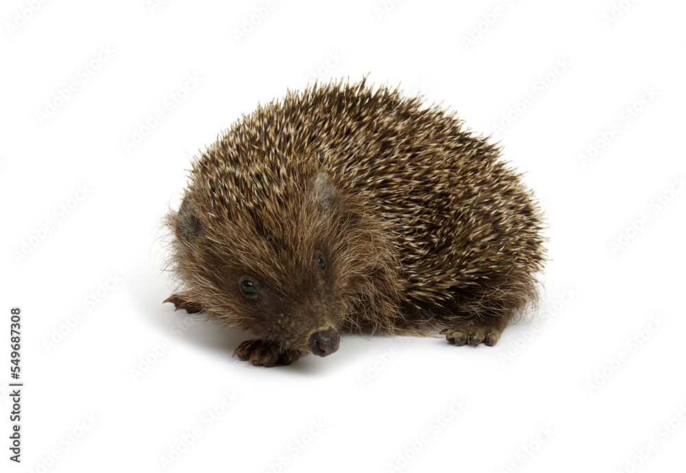 European hedgehog isolated on white