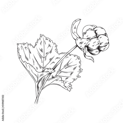 Vector illustration of cloudberry branch with leaf isolated on white background