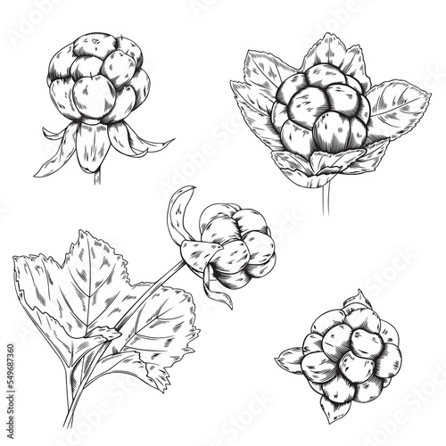 Vector set of black line hand drawn cloudberries isolated on white background