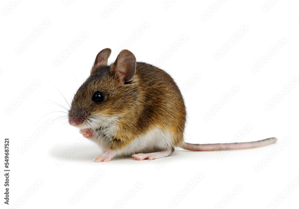 Wood mouse isolated on white Wood mouse isolated on white