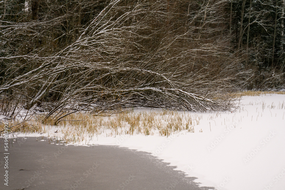 Fototapeta premium Trees in the snow and a frozen lake