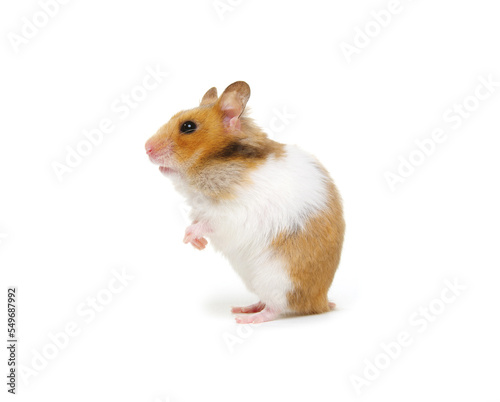 Syrian Hamster isolated on a white