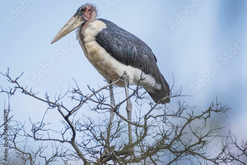 Closeup of a marabou stork, Leptoptilos crumenifer on the leafless tree branches. photo