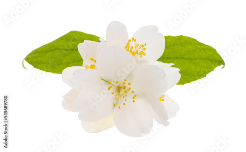 jasmine flower isolated