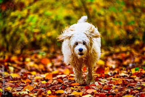 Cockapoo Welpe im Herbstwald