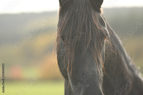 Cheval noir de race frisson dans la nature