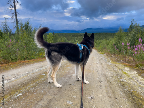 Ein Husky auf einem Forstweg in Västerbotten, Schweden photo