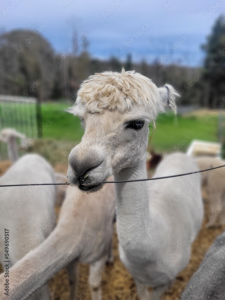 Fototapeta premium A day with llamas