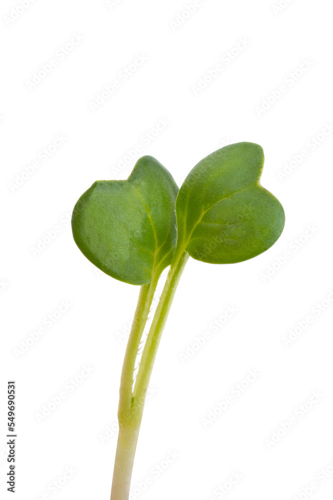 young shoots of radish isolated young shoots of radish isolated