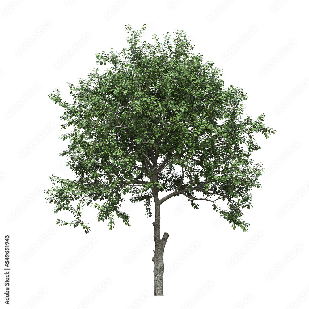 Obraz premium big tree, isolate on a transparent background, 3d illustration