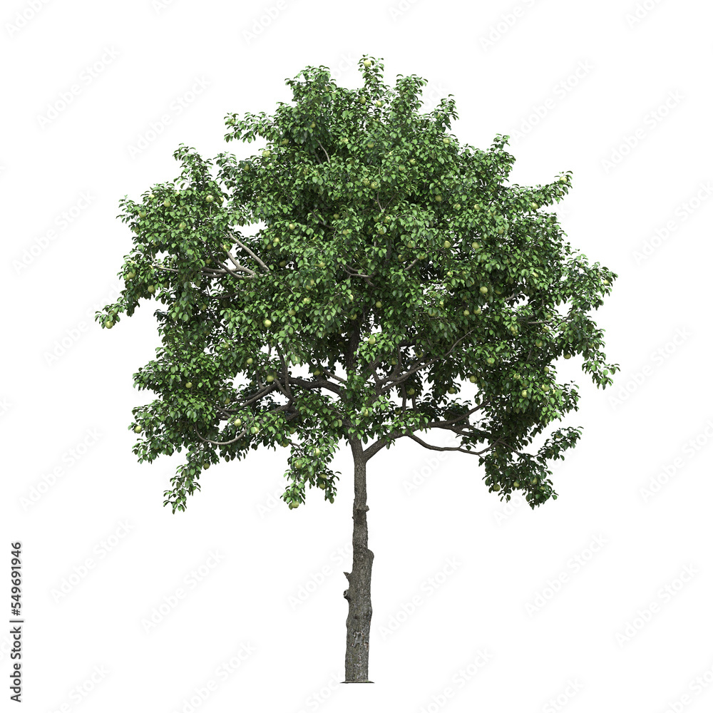 Obraz premium big tree, isolate on a transparent background, 3d illustration