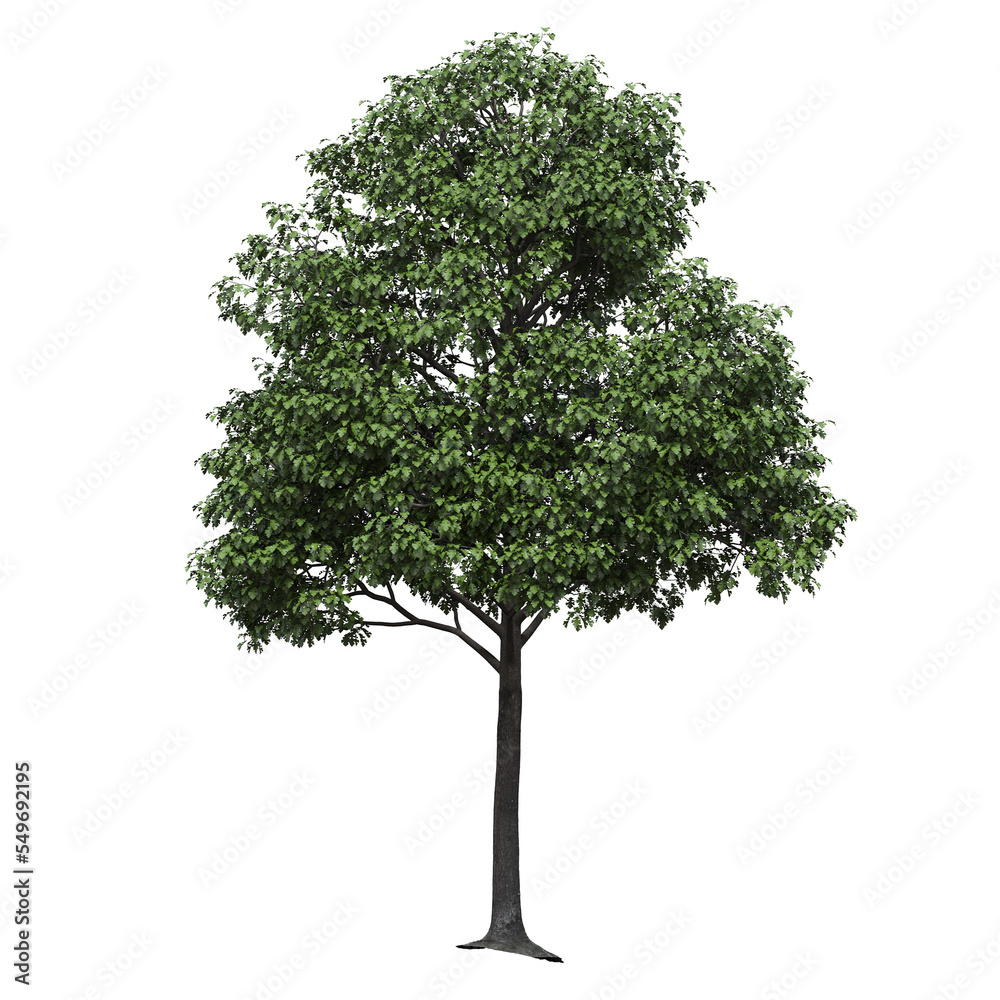Obraz premium big tree, isolate on a transparent background, 3d illustration