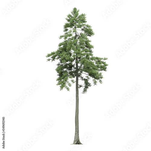 big tree, isolate on a transparent background, 3d illustration
