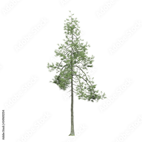 big tree, isolate on a transparent background, 3d illustration