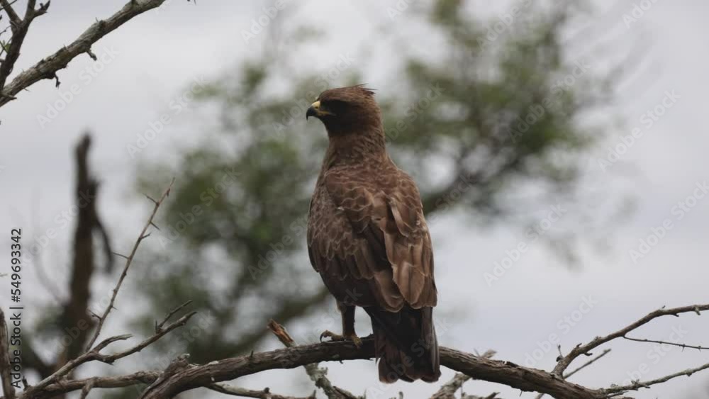 Close up of a tawny eagle perched in a tree Close up of a tawny eagle perched in a tree