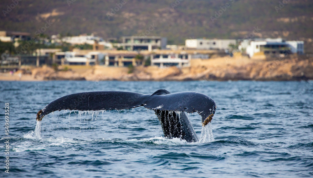 Fototapeta premium Tail of the humpback whale (Megaptera novaeangliae) on the background of the Mexican coast. Mexico. Sea of Cortez. California Peninsula.