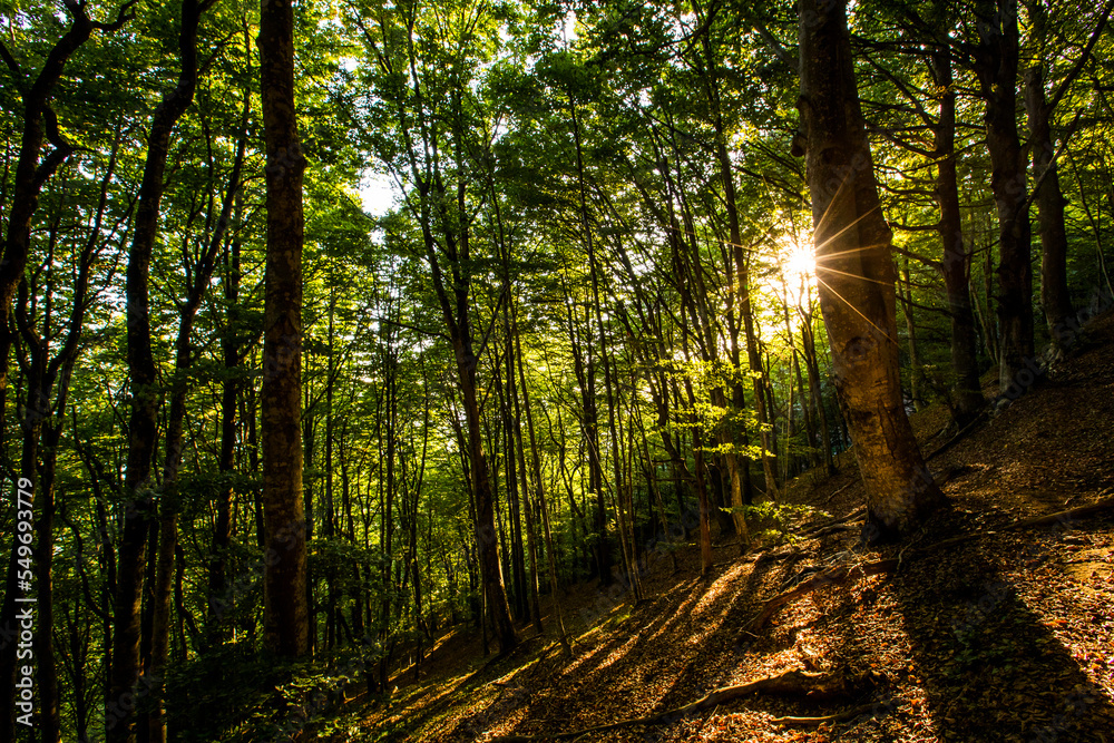 Sunset in Collsacabra forests, La Garrotxa, Girona, Spain Sunset in Collsacabra forests, La Garrotxa, Girona, Spain