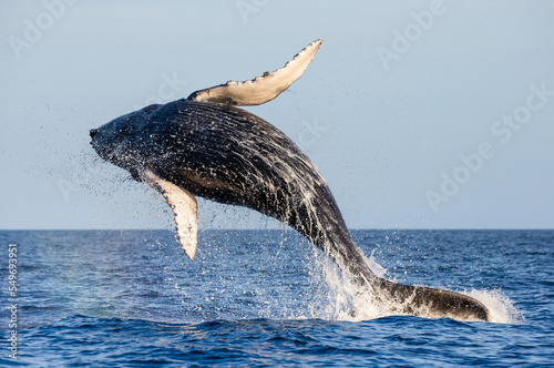 Jumping humpback whale (Megaptera novaeangliae). Mexico. Sea of Cortez. California Peninsula. photo