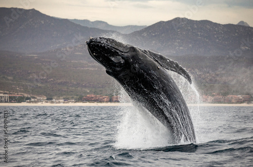 Jumping humpback whale (Megaptera novaeangliae) on the background of the Mexican coast. Mexico. Sea of Cortez. California Peninsula.