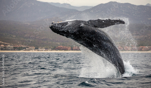 Jumping humpback whale (Megaptera novaeangliae) on the background of the Mexican coast. Mexico. Sea of Cortez. California Peninsula. © gudkovandrey