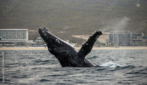 Jumping humpback whale (Megaptera novaeangliae) on the background of the Mexican coast. Mexico. Sea of Cortez. California Peninsula. © gudkovandrey