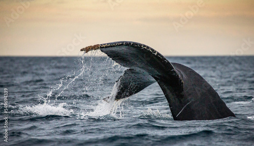 Tail of the humpback whale (Megaptera novaeangliae). Mexico. Sea of Cortez. California Peninsula.