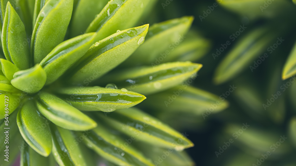 Peperomia macro. Close-up succulent with water drops Peperomia macro. Close-up succulent with water drops