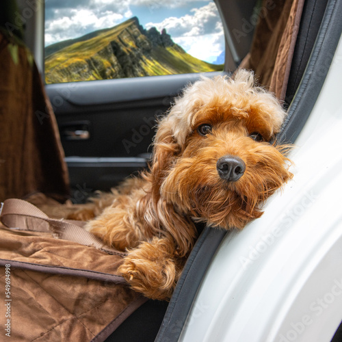 Canvas Print Cute dogs in car seat relaxing on camping trip